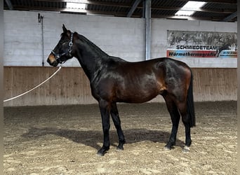 Tysk sporthäst, Valack, 3 år, 169 cm, Mörkbrun