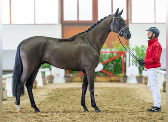 Tysk sporthäst, Valack, 3 år, 170 cm, Svart