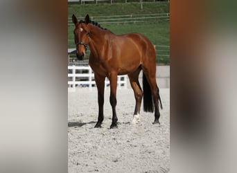 Tysk sporthäst, Valack, 3 år, 172 cm, Brun