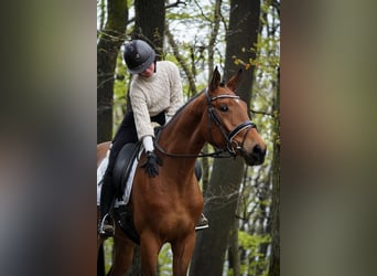 Tysk sporthäst, Valack, 3 år, 172 cm, Brun