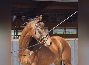Tysk sporthäst, Valack, 3 år, 176 cm, Brun