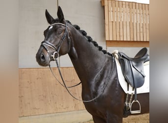 Tysk sporthäst, Valack, 3 år, 176 cm, Rökfärgad svart
