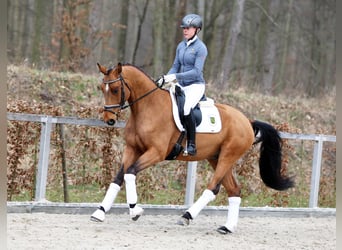 Tysk sporthäst, Valack, 4 år, 162 cm, Brun