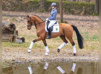 Tysk sporthäst, Valack, 4 år, 162 cm, Brun