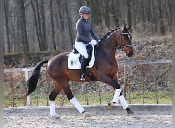 Tysk sporthäst, Valack, 4 år, 164 cm, Brun