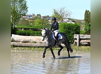 Tysk sporthäst, Valack, 4 år, 165 cm, Grå