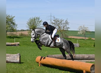 Tysk sporthäst, Valack, 4 år, 165 cm, Grå