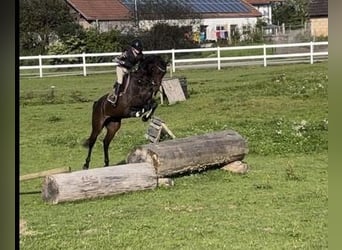 Tysk sporthäst, Valack, 4 år, 165 cm, Rökfärgad svart