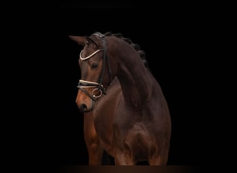 Tysk sporthäst, Valack, 4 år, 165 cm, Rökfärgad svart