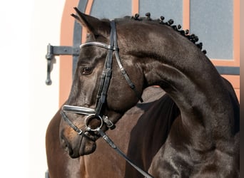 Tysk sporthäst, Valack, 4 år, 166 cm, Rökfärgad svart