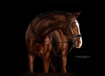 Tysk sporthäst, Valack, 4 år, 167 cm, Brun