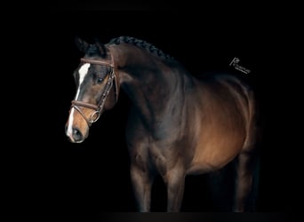 Tysk sporthäst, Valack, 4 år, 167 cm, Mörkbrun