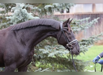 Tysk sporthäst, Valack, 4 år, 167 cm, Rökfärgad svart