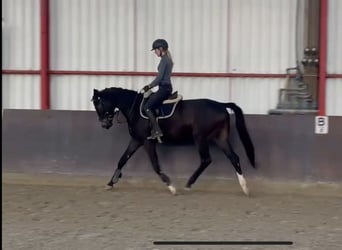 Tysk sporthäst, Valack, 4 år, 167 cm, Rökfärgad svart