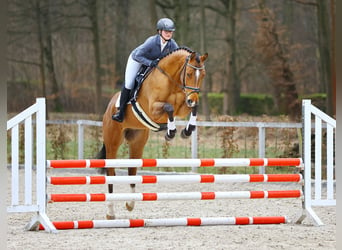 Tysk sporthäst, Valack, 4 år, 168 cm, Brun