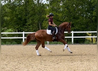 Tysk sporthäst, Valack, 4 år, 168 cm, fux