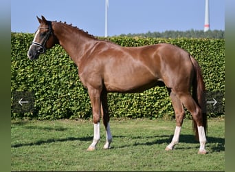 Tysk sporthäst, Valack, 4 år, 168 cm, fux