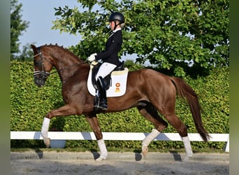 Tysk sporthäst, Valack, 4 år, 168 cm, fux