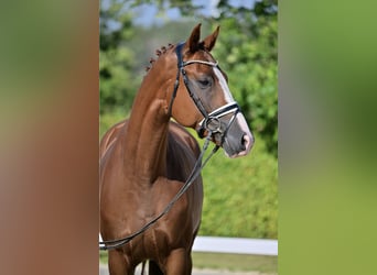 Tysk sporthäst, Valack, 4 år, 168 cm, fux