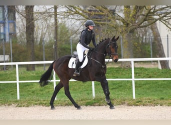 Tysk sporthäst, Valack, 4 år, 168 cm, Mörkbrun