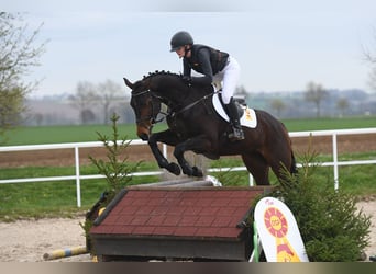 Tysk sporthäst, Valack, 4 år, 168 cm, Mörkbrun