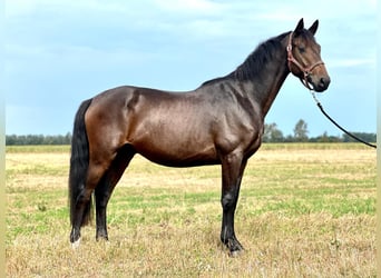 Tysk sporthäst, Valack, 4 år, 168 cm, Rökfärgad svart