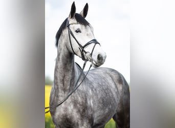 Tysk sporthäst, Valack, 4 år, 169 cm, Grå