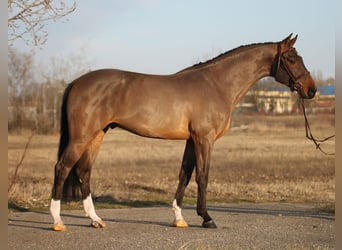Tysk sporthäst, Valack, 4 år, 170 cm, Brun