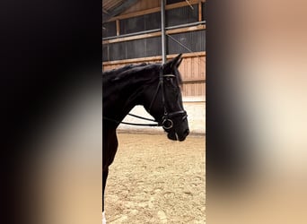Tysk sporthäst, Valack, 4 år, 170 cm, Svart