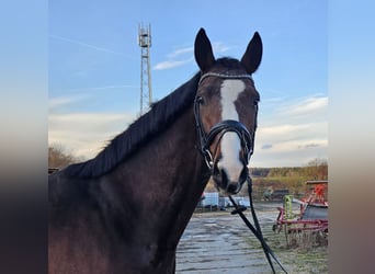 Tysk sporthäst, Valack, 4 år, 173 cm, Brun