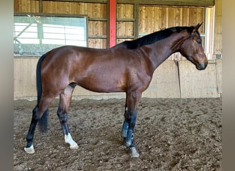 Tysk sporthäst, Valack, 4 år, 175 cm, Brun