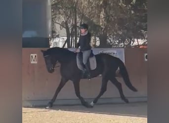 Tysk sporthäst, Valack, 4 år, 175 cm, Rökfärgad svart