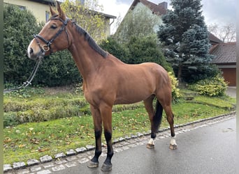 Tysk sporthäst, Valack, 4 år, 179 cm, Brun