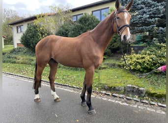 Tysk sporthäst, Valack, 4 år, 179 cm, Brun
