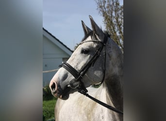 Tysk sporthäst, Valack, 5 år, 164 cm, Gråskimmel