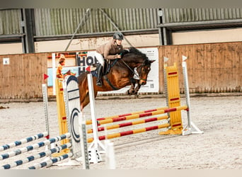 Tysk sporthäst, Valack, 5 år, 165 cm, Brun