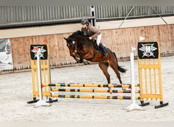Tysk sporthäst, Valack, 5 år, 165 cm, Brun