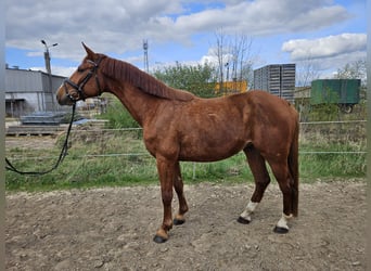 Tysk sporthäst, Valack, 5 år, 165 cm, fux