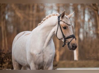 Tysk sporthäst, Valack, 5 år, 166 cm, Palomino