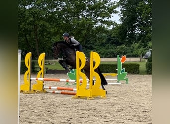 Tysk sporthäst, Valack, 5 år, 166 cm, Rökfärgad svart