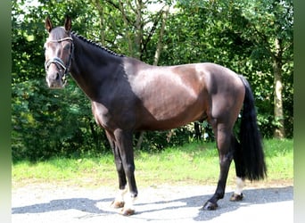 Tysk sporthäst, Valack, 5 år, 167 cm, Rökfärgad svart
