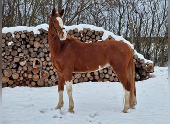 Tysk sporthäst, Valack, 5 år, 169 cm, fux