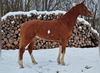 Tysk sporthäst, Valack, 5 år, 169 cm, fux