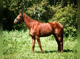 Tysk sporthäst, Valack, 5 år, 170 cm, fux