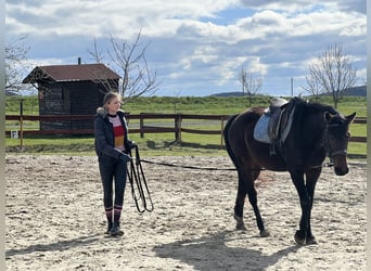 Tysk sporthäst, Valack, 5 år, 171 cm, Grå