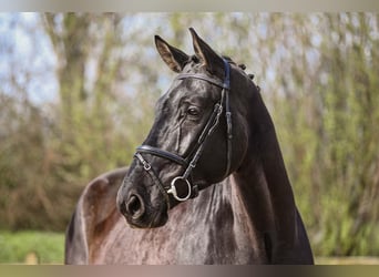 Tysk sporthäst, Valack, 5 år, 174 cm, Svart