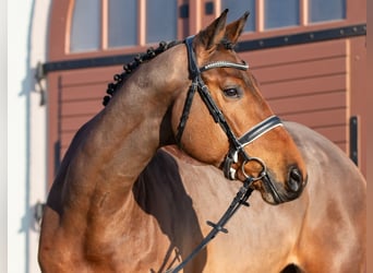 Tysk sporthäst, Valack, 5 år, 175 cm, Brun