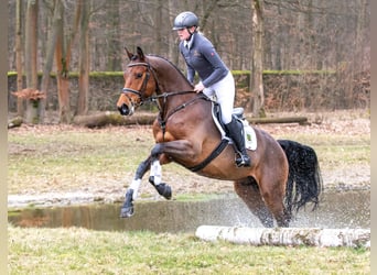 Tysk sporthäst, Valack, 5 år, 175 cm, Brun