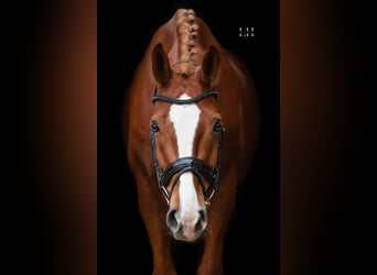 Tysk sporthäst, Valack, 5 år, 179 cm, fux