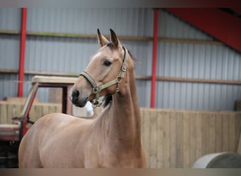 Tysk sporthäst Blandning, Valack, 6 år, 165 cm, Gulbrun